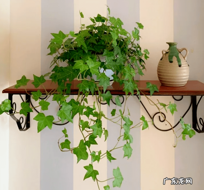 摆放花盆有什么风水 墙头上放花盆的风水