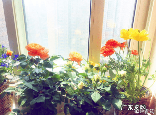 摆放花盆有什么风水 墙头上放花盆的风水