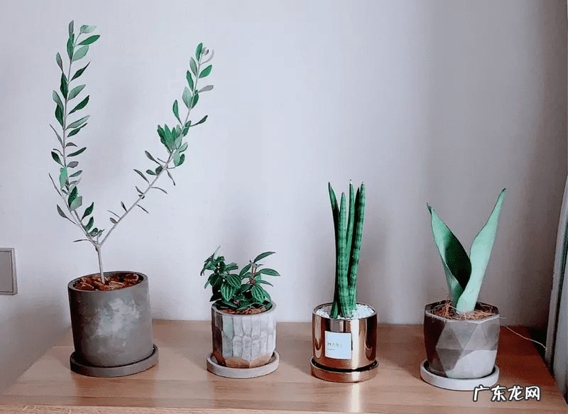 摆放花盆有什么风水 墙头上放花盆的风水