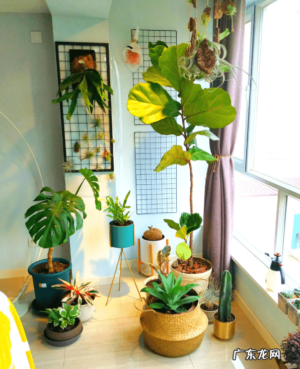 摆放花盆有什么风水 墙头上放花盆的风水