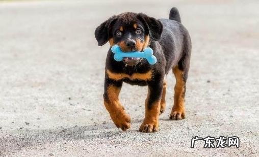 罗威纳犬有哪些缺点 养罗威纳犬的十大坏处