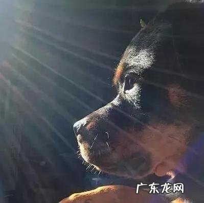 罗威纳犬有哪些缺点 养罗威纳犬的十大坏处