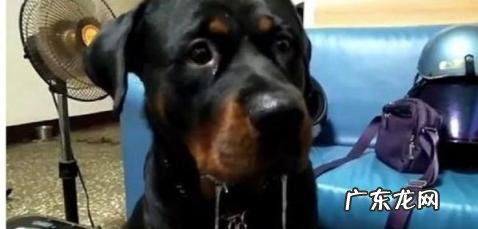 罗威纳犬有哪些缺点 养罗威纳犬的十大坏处