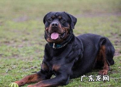 罗威纳犬有哪些缺点 养罗威纳犬的十大坏处