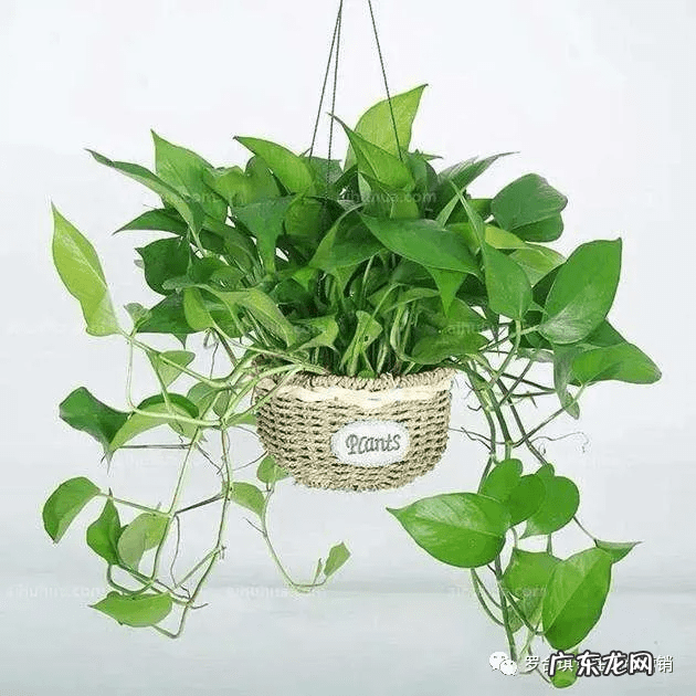 大微信客官网 微信大客户