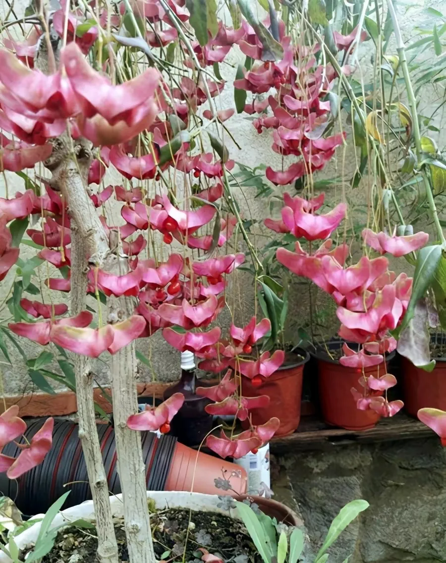 风水十大吉祥之树 什么样子的发财树风水好