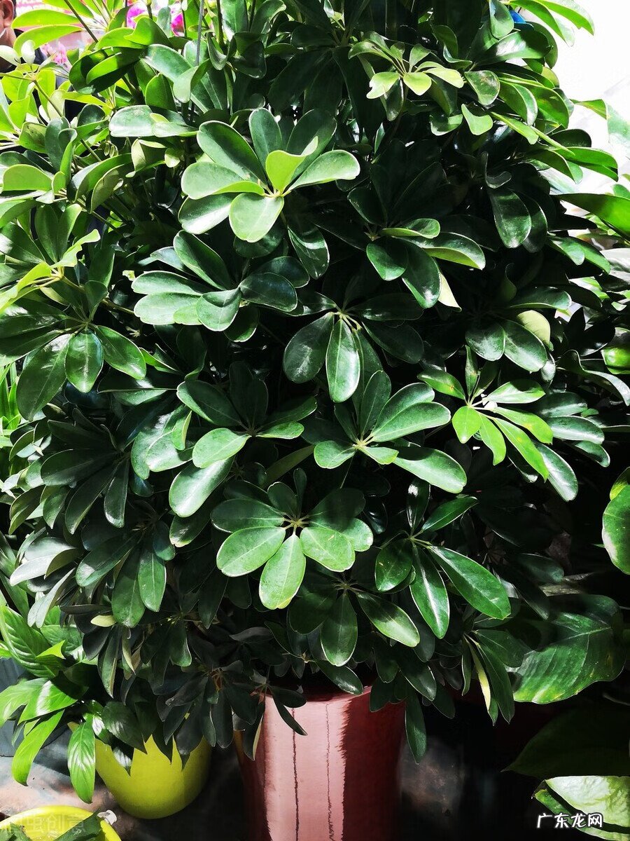 风水十大吉祥之树 什么样子的发财树风水好