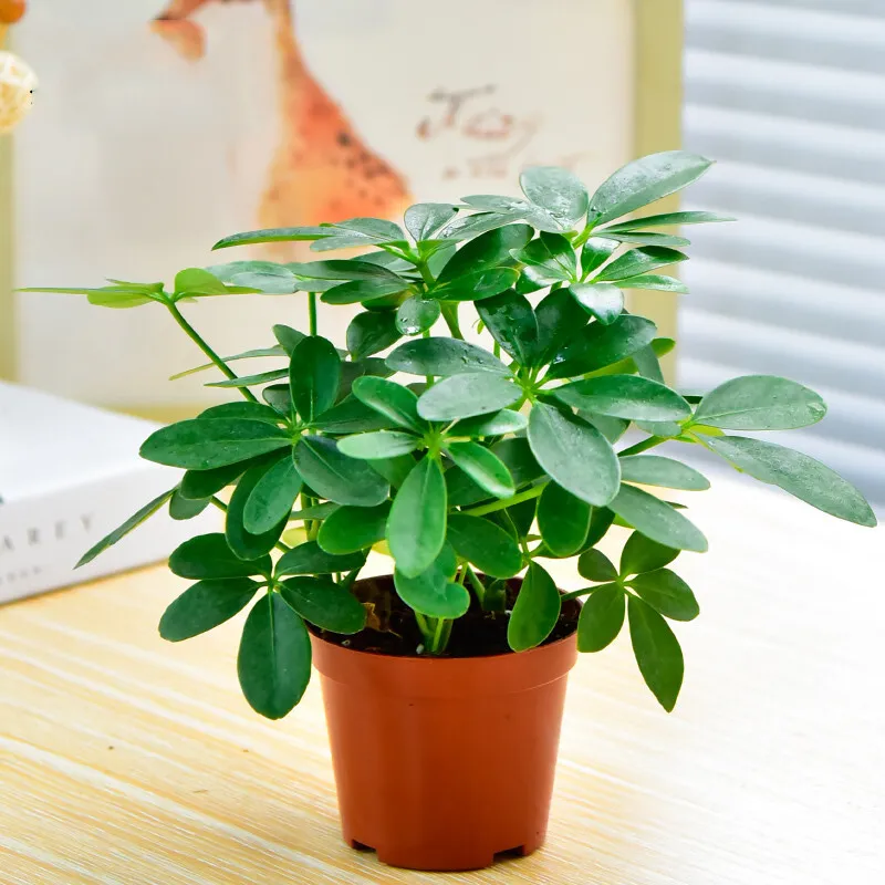 风水十大吉祥之树 什么样子的发财树风水好