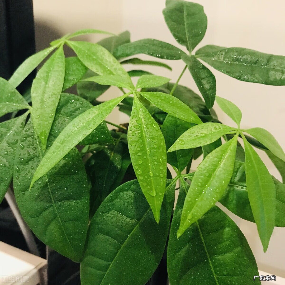 风水十大吉祥之树 什么样子的发财树风水好