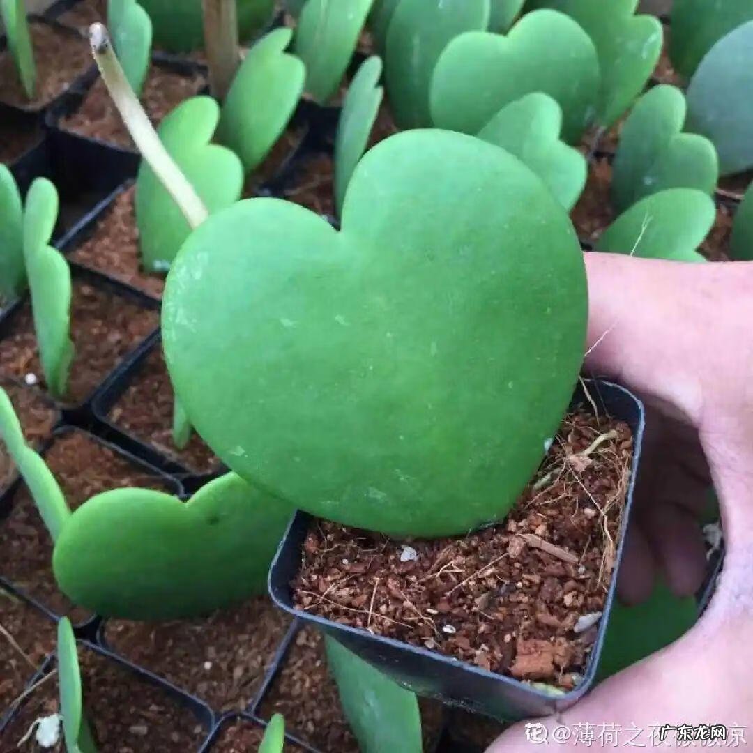 银斑葛净化空气 银斑葛百度百科