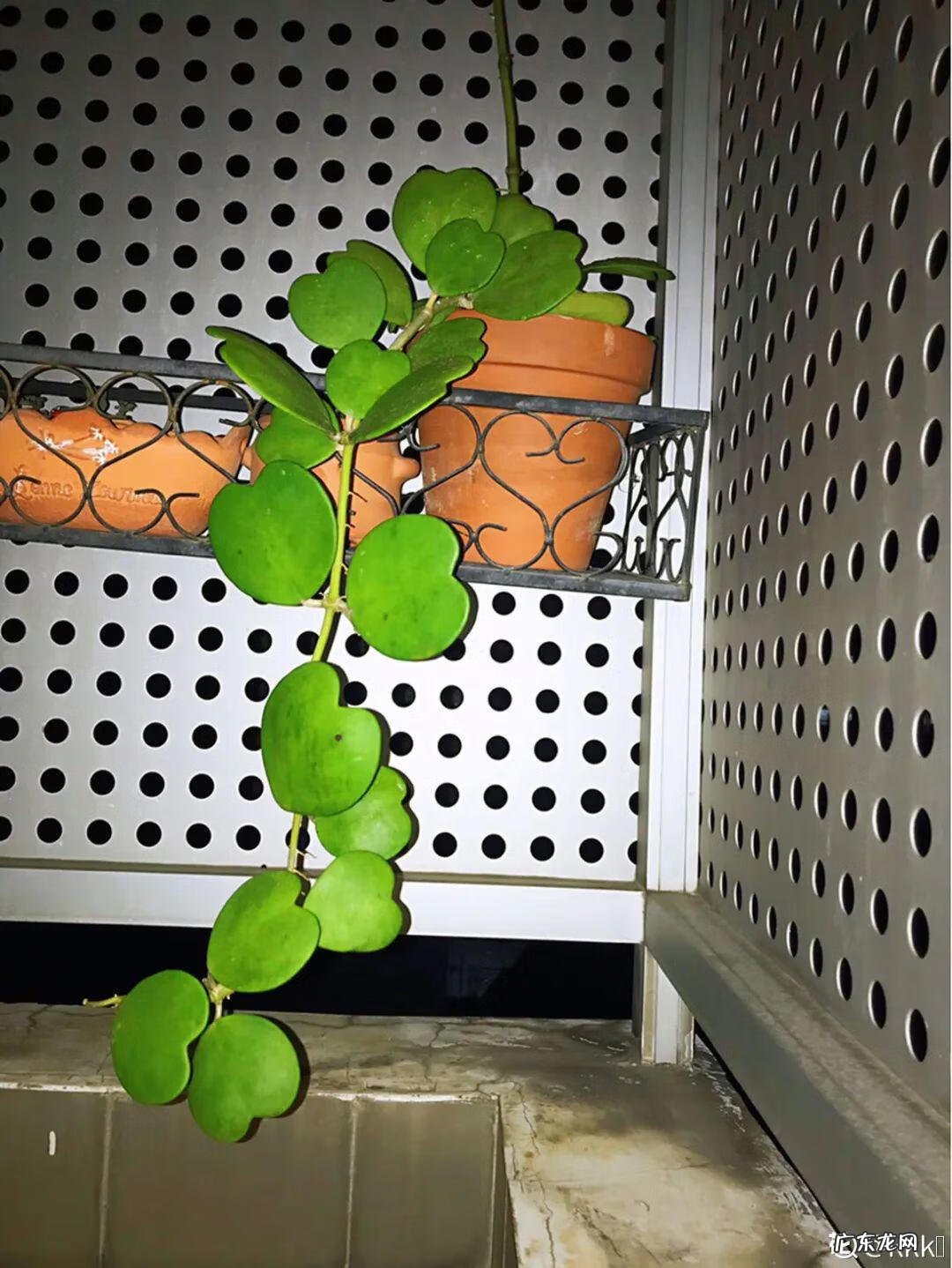 银斑葛净化空气 银斑葛百度百科