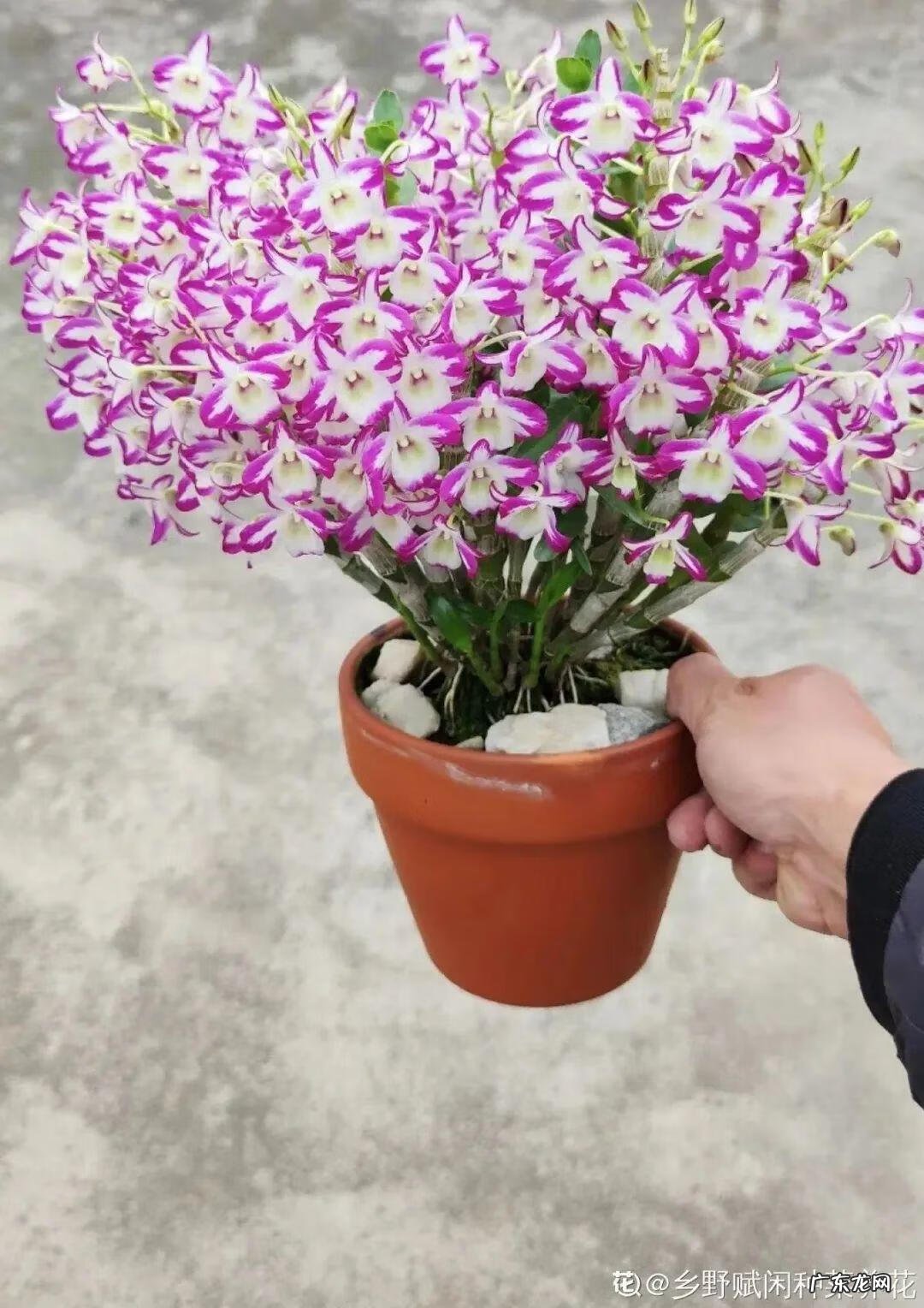 银斑葛净化空气 银斑葛百度百科