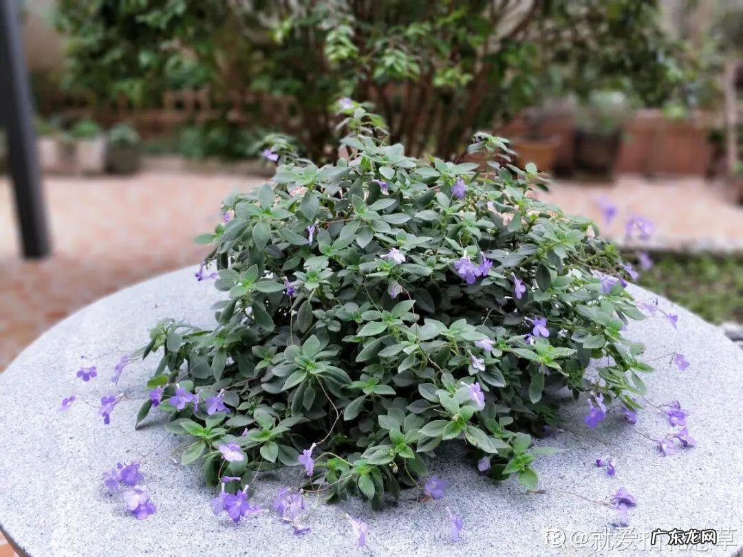 银斑葛净化空气 银斑葛百度百科