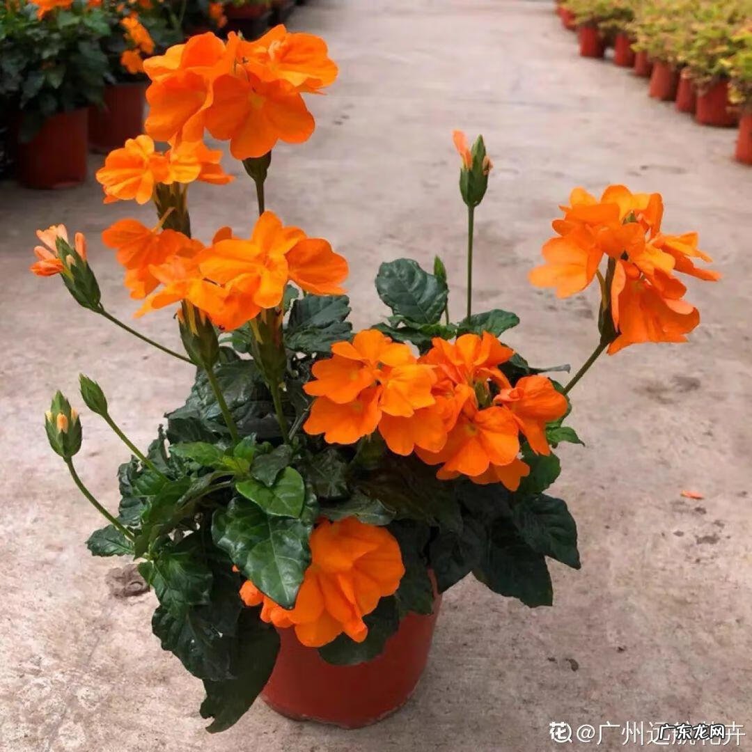 银斑葛净化空气 银斑葛百度百科