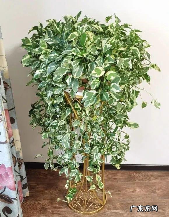 银斑葛净化空气 银斑葛百度百科