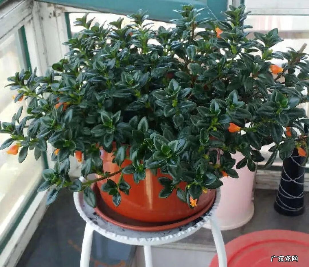 银斑葛净化空气 银斑葛百度百科