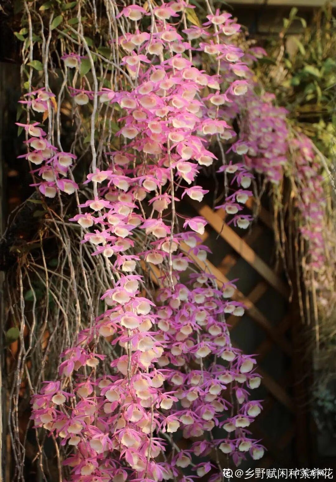 银斑葛净化空气 银斑葛百度百科