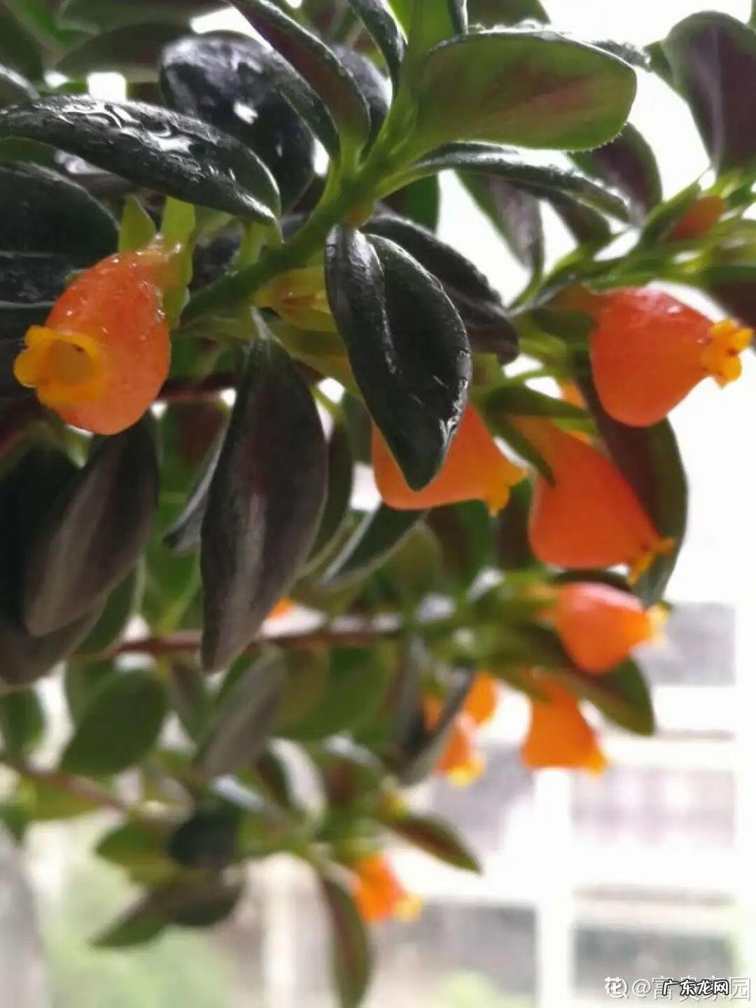 银斑葛净化空气 银斑葛百度百科