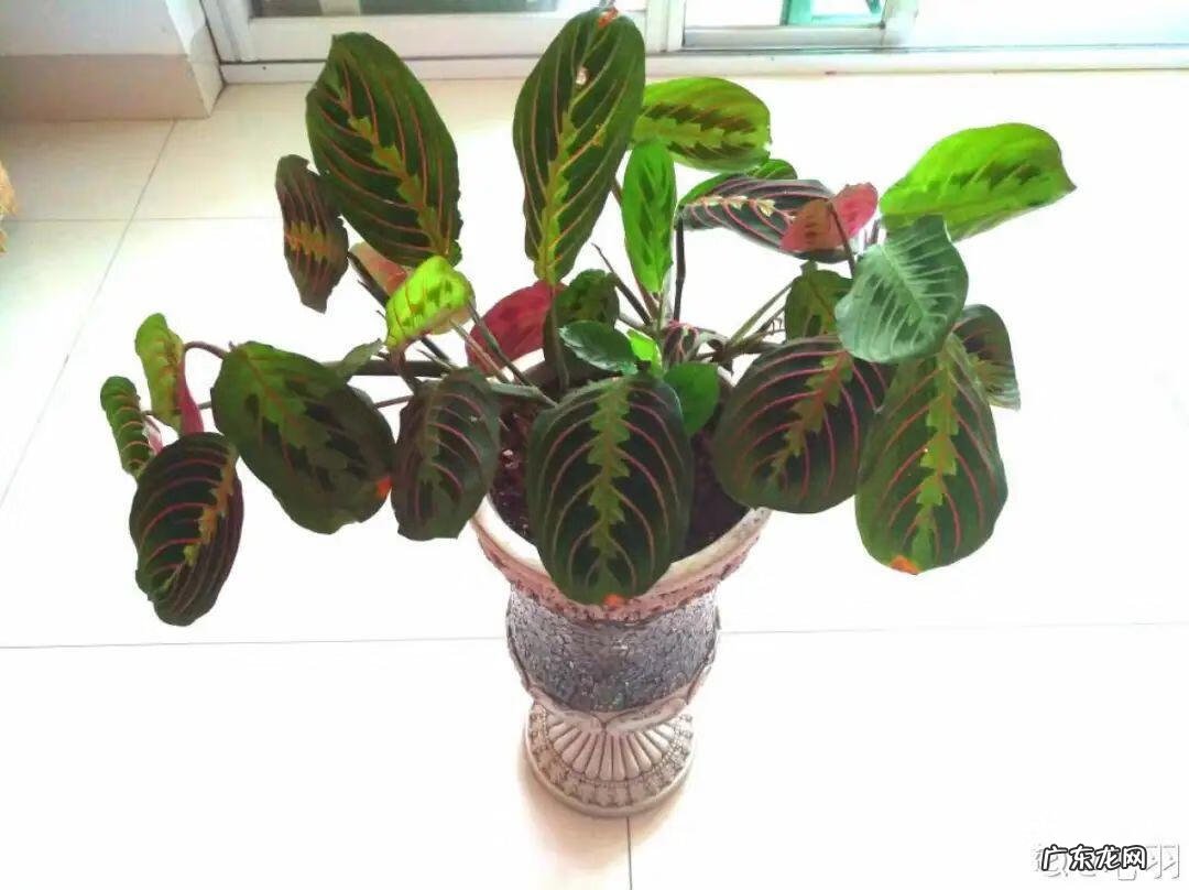 银斑葛净化空气 银斑葛百度百科