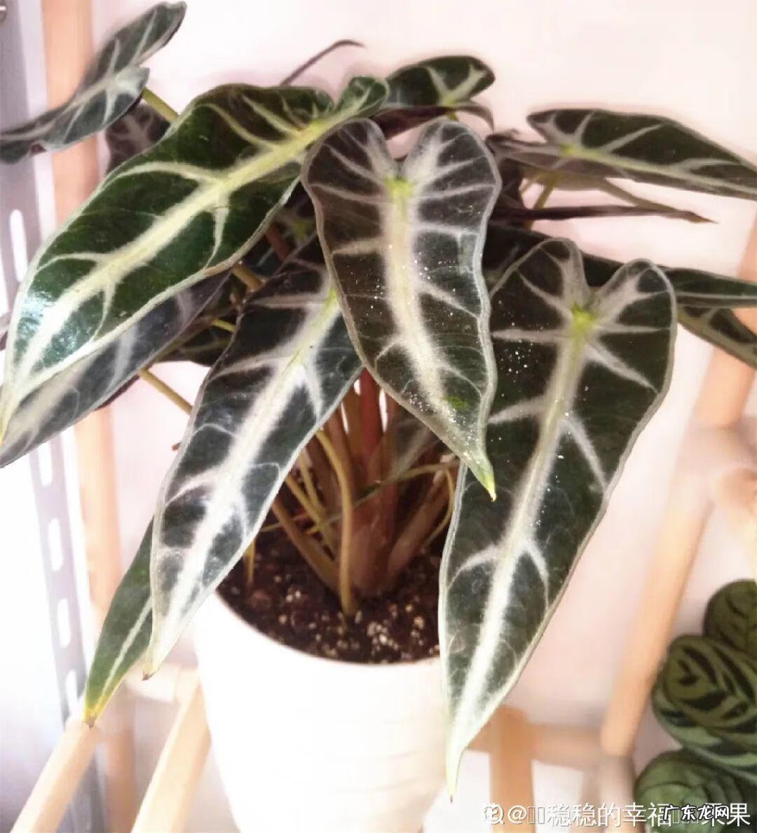 银斑葛净化空气 银斑葛百度百科