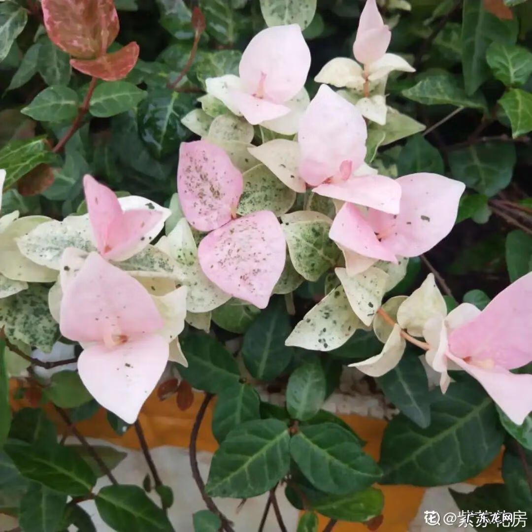 银斑葛净化空气 银斑葛百度百科