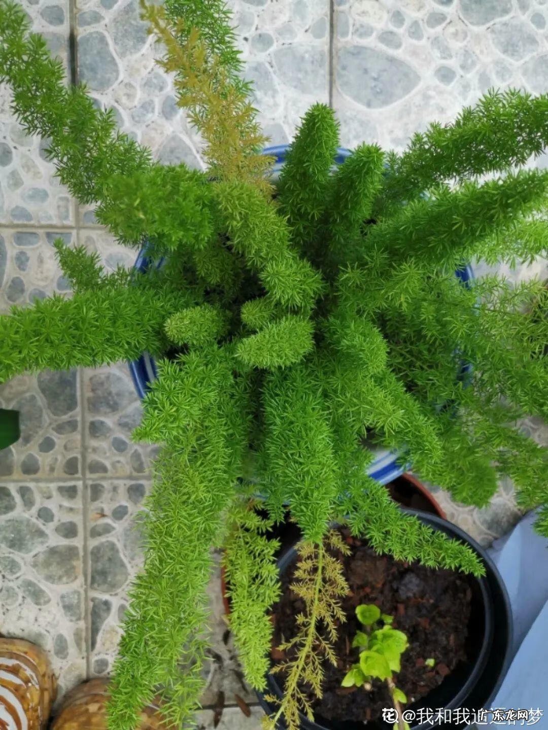 银斑葛净化空气 银斑葛百度百科