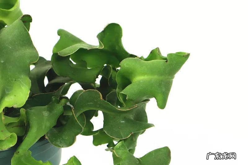 银斑葛净化空气 银斑葛百度百科