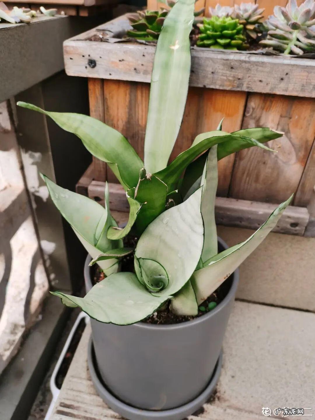 银斑葛净化空气 银斑葛百度百科