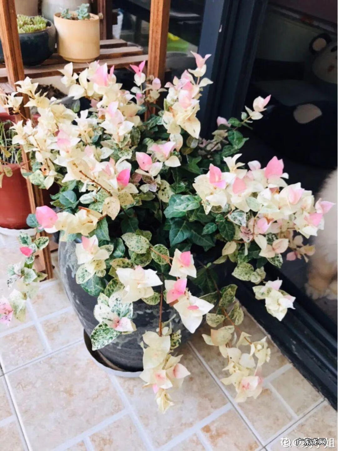 银斑葛净化空气 银斑葛百度百科