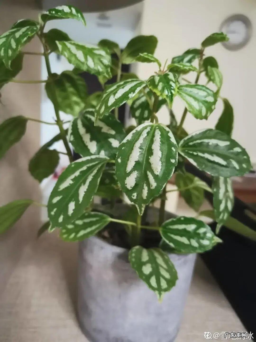 银斑葛净化空气 银斑葛百度百科