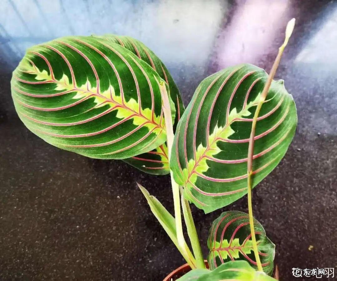 银斑葛净化空气 银斑葛百度百科