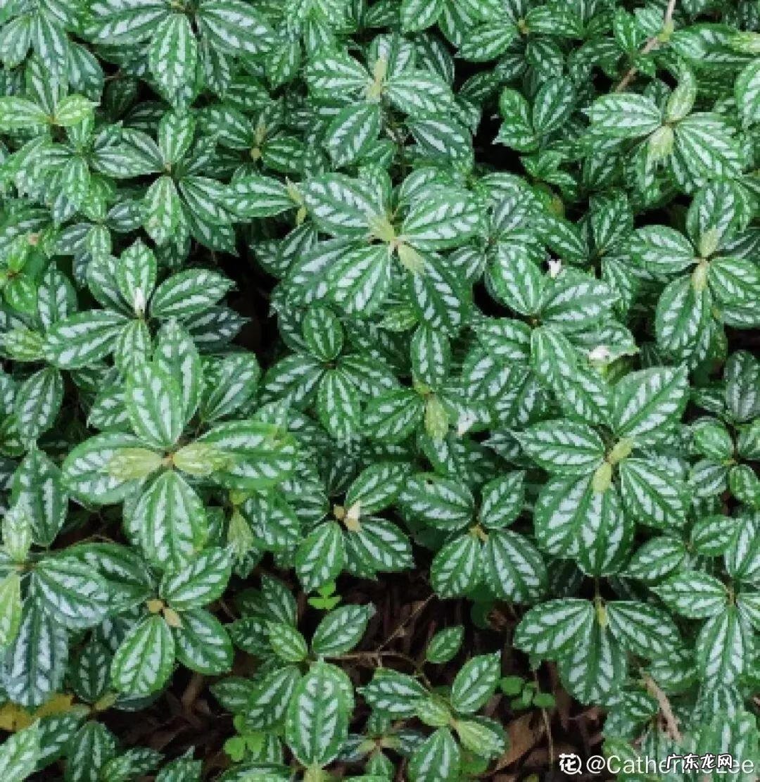 银斑葛净化空气 银斑葛百度百科