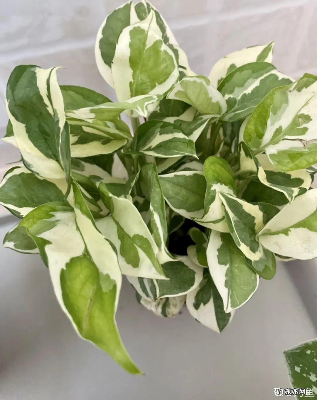 银斑葛净化空气 银斑葛百度百科