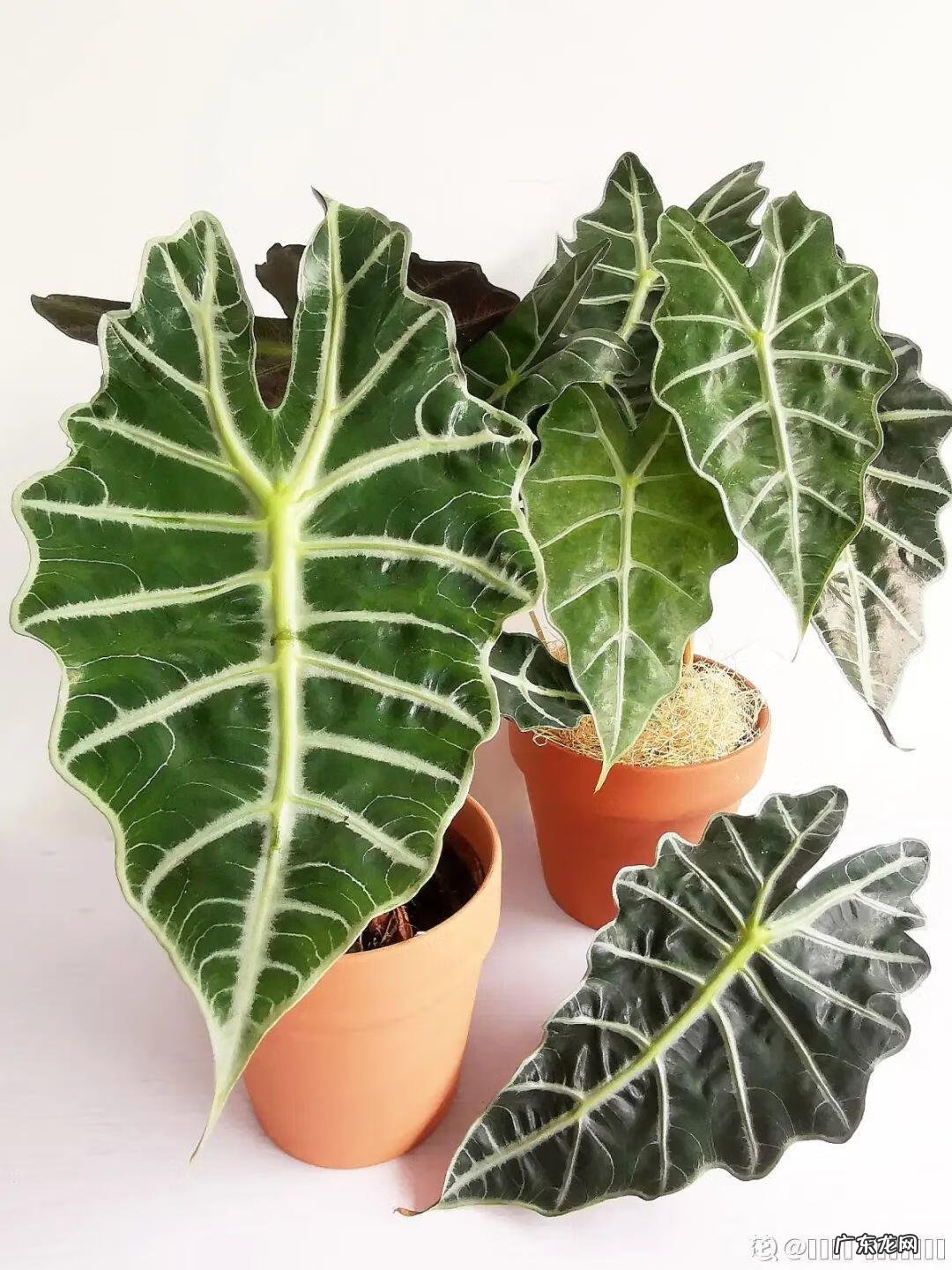 银斑葛净化空气 银斑葛百度百科