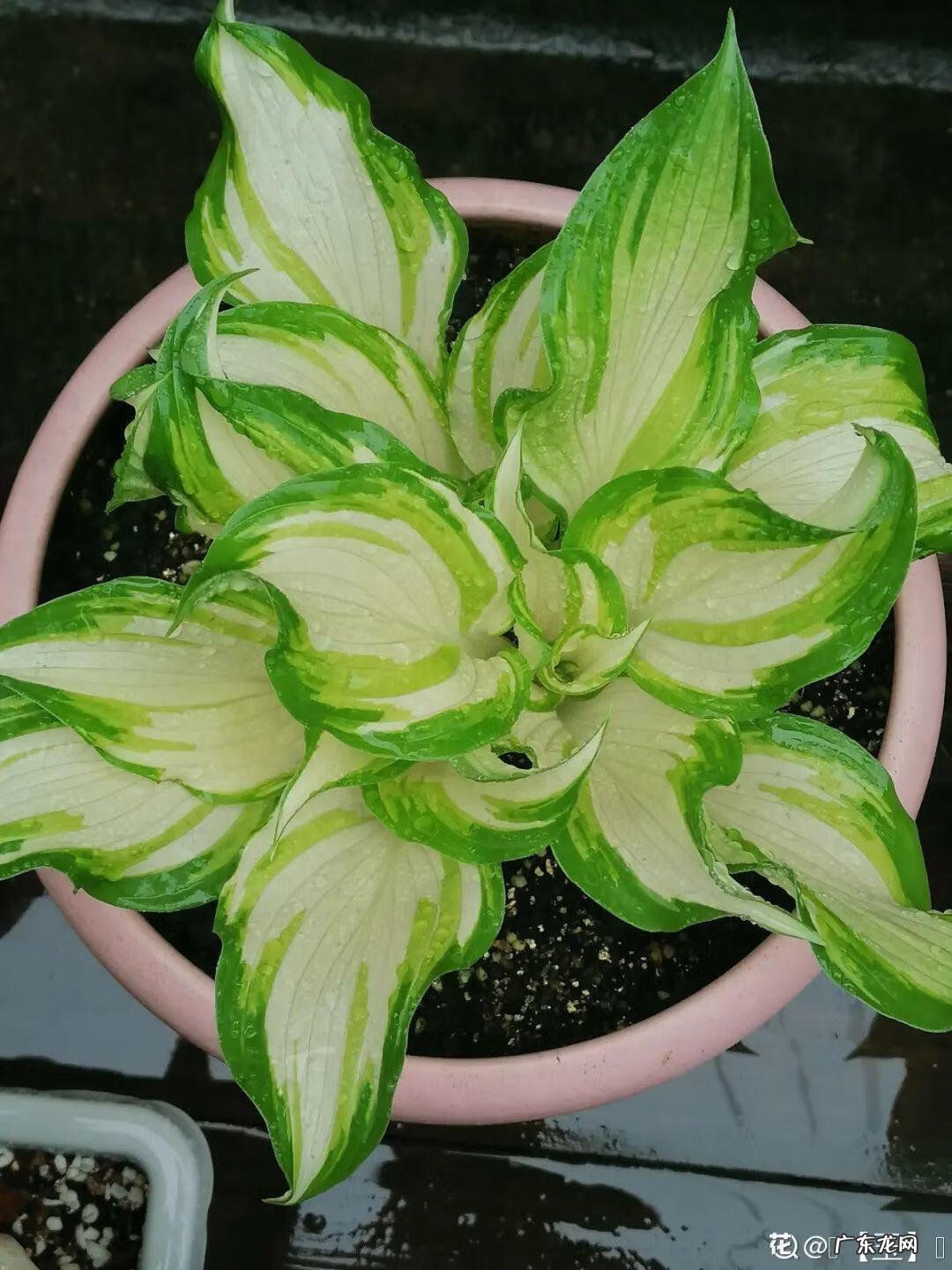 银斑葛净化空气 银斑葛百度百科