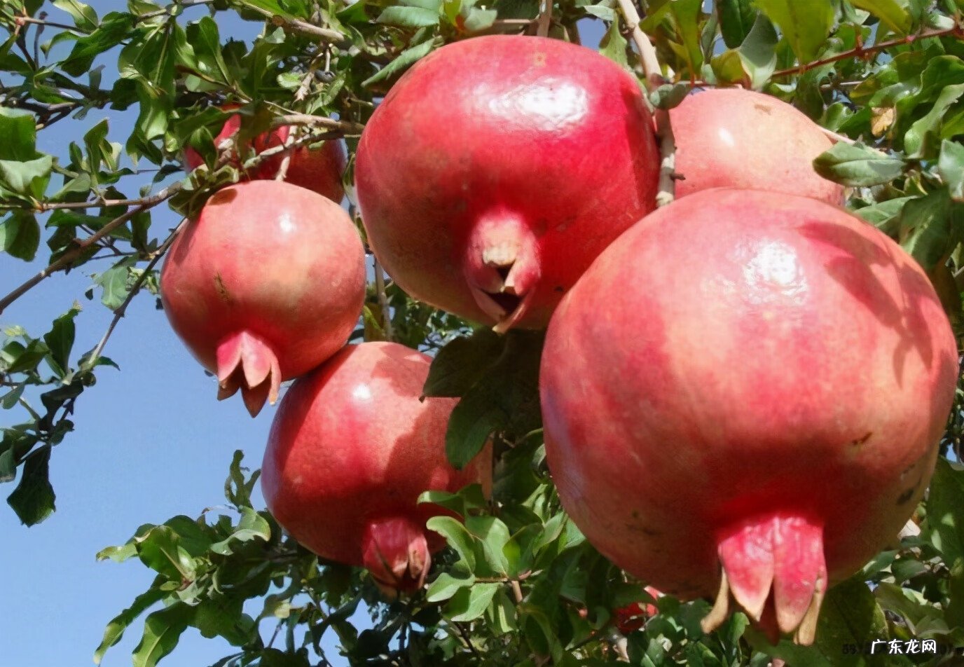 家门口有三棵树风水好吗 风水里三棵树连一起种
