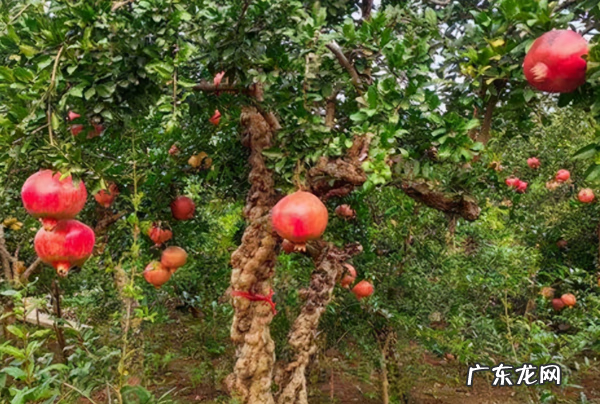 家门口有三棵树风水好吗 风水里三棵树连一起种
