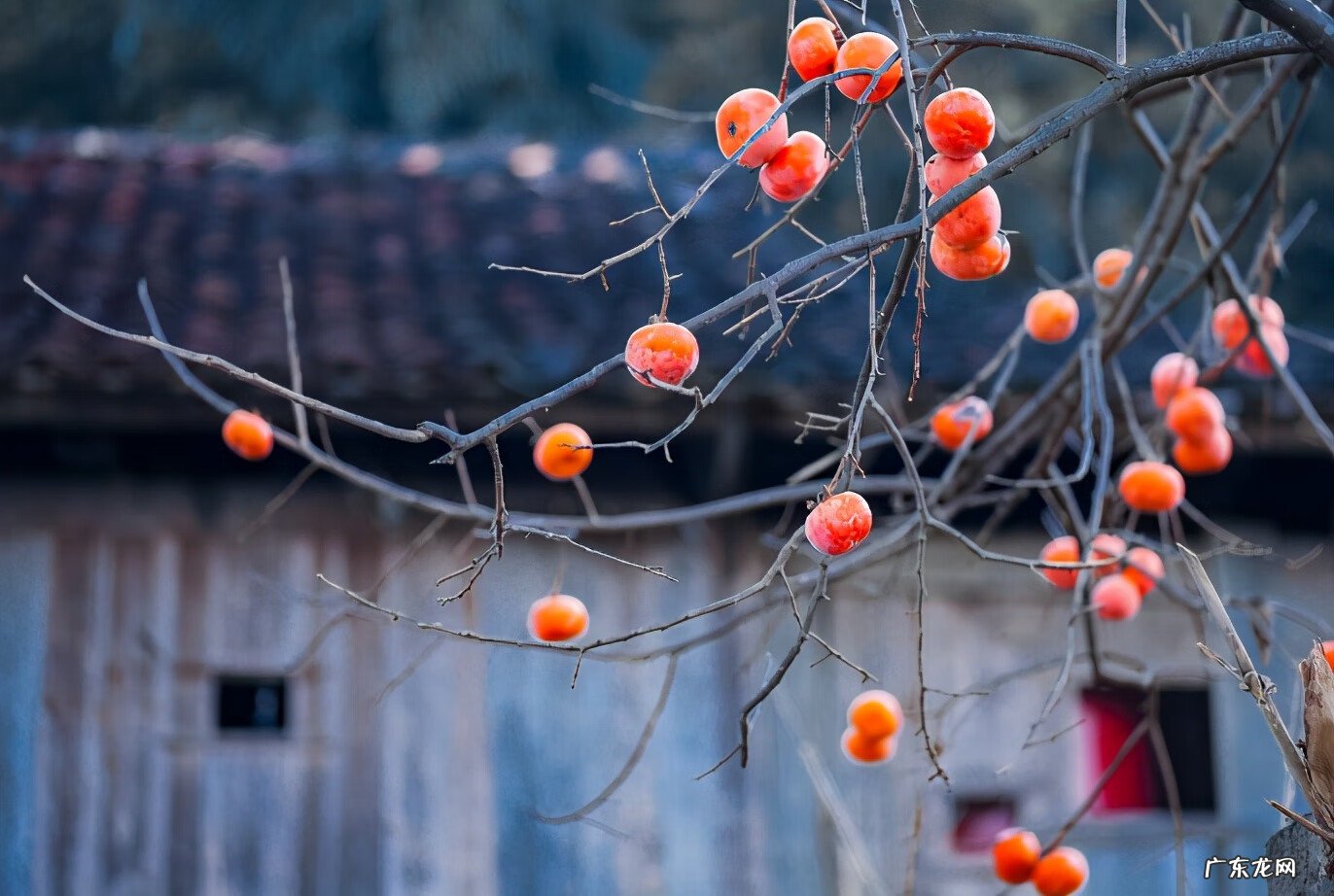 家门口有三棵树风水好吗 风水里三棵树连一起种