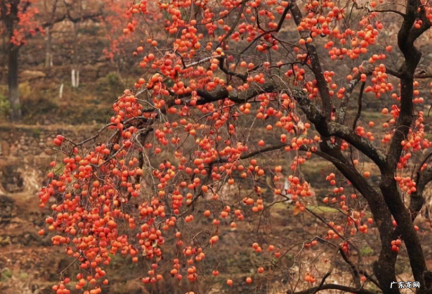 家门口有三棵树风水好吗 风水里三棵树连一起种