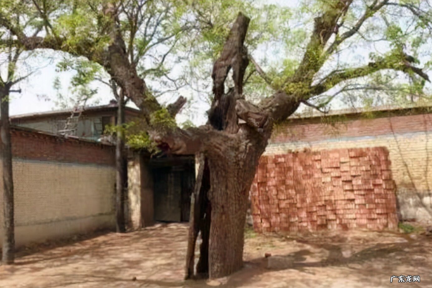 家门口有三棵树风水好吗 风水里三棵树连一起种