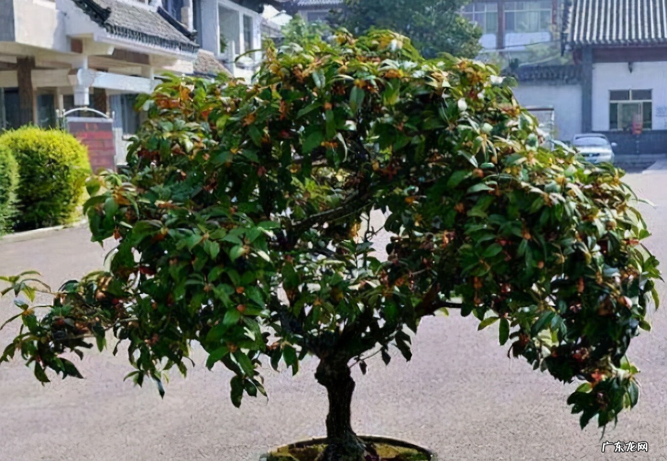 家门口有三棵树风水好吗 风水里三棵树连一起种