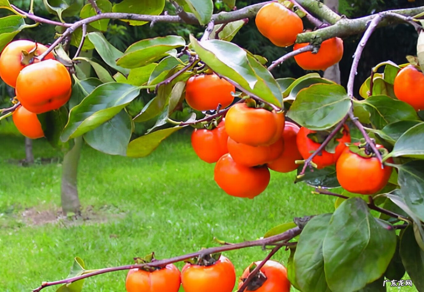 家门口有三棵树风水好吗 风水里三棵树连一起种