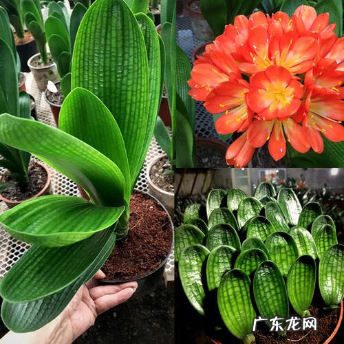 君子兰可以放在客厅进门对面 君子兰可以对着大门吗