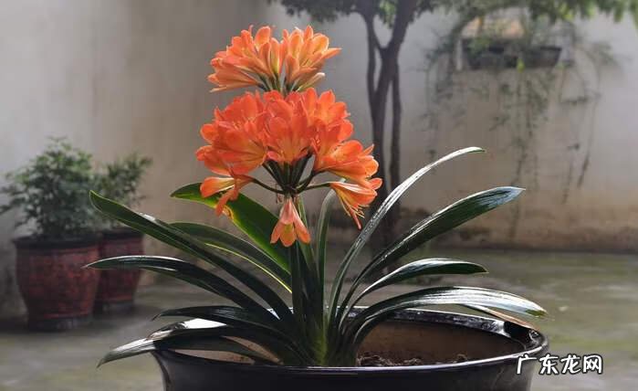 君子兰可以放在客厅进门对面 君子兰可以对着大门吗