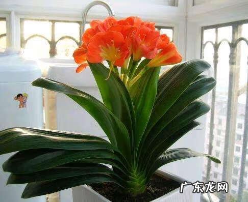 君子兰可以放在客厅进门对面 君子兰可以对着大门吗