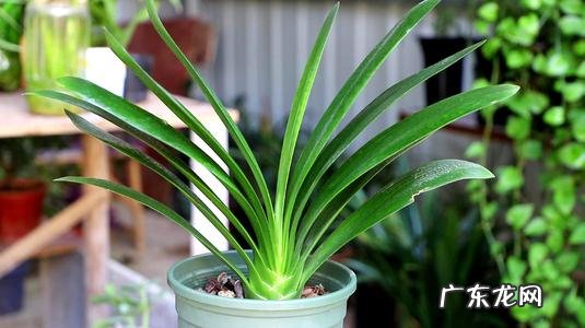 君子兰可以放在客厅进门对面 君子兰可以对着大门吗