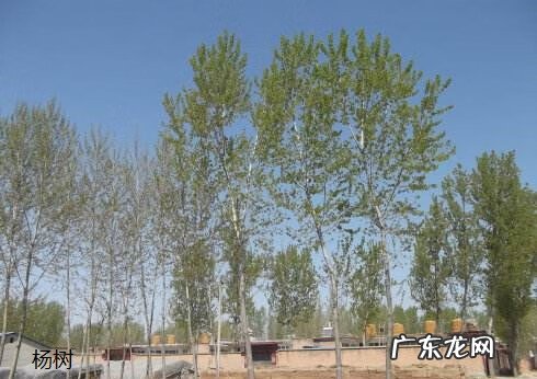 院里种葡萄树对风水好不 院子里葡萄树种在哪里风水好