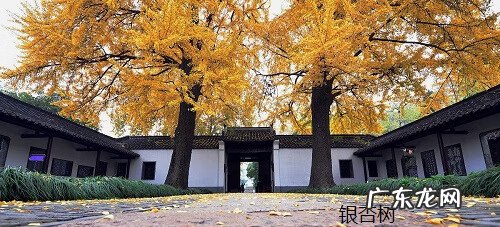 院里种葡萄树对风水好不 院子里葡萄树种在哪里风水好