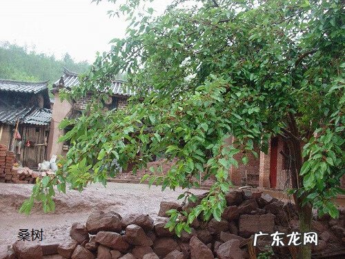 院里种葡萄树对风水好不 院子里葡萄树种在哪里风水好