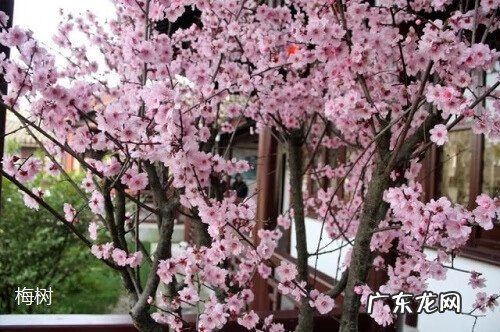 院里种葡萄树对风水好不 院子里葡萄树种在哪里风水好